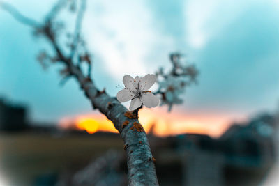 Close-up of flowering plant against sky