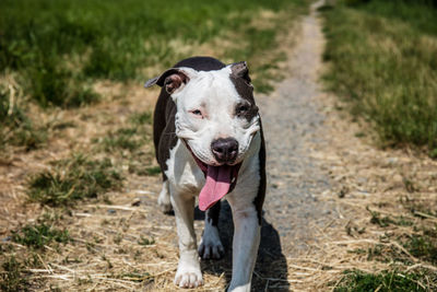 Portrait of dog sticking out tongue on land