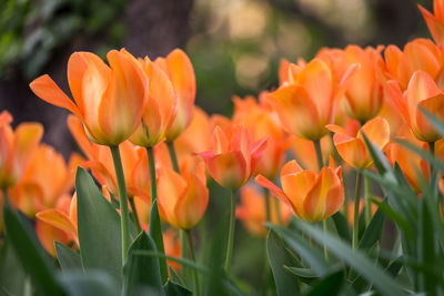 Close-up of orange flowers