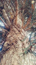 Close-up of tree in forest