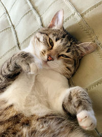 Close-up of cat sleeping on bed