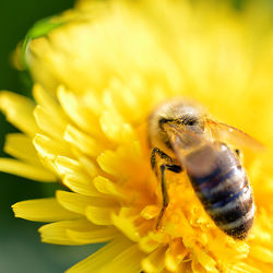 Close-up of bee on yellow flower