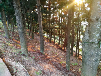 Trees in forest