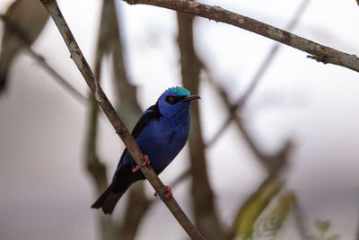 Red-legged honeycreeper cyanerpes cyaneus perches on a branch in a garden.