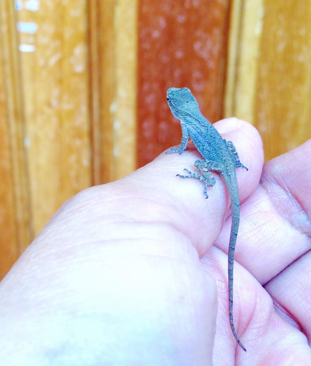 person, part of, human finger, holding, one animal, cropped, lifestyles, indoors, close-up, personal perspective, unrecognizable person, animal themes, leisure activity, wildlife, focus on foreground, animals in the wild, insect