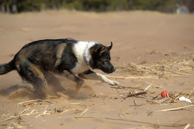 Dog looking away