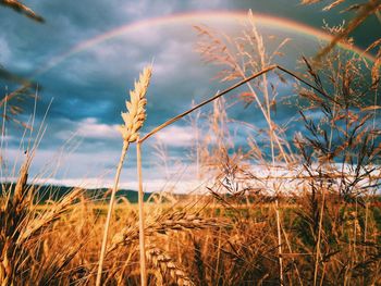 Scenic view of rainbow over wheat field against cloudy sky