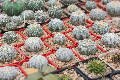 Full frame shot of succulent plants