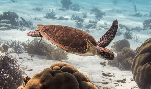 Close-up of turtle in water