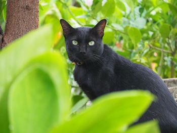 Portrait of black cat