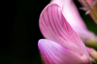 Close-up of pink rose flower against black background