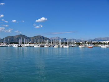 Sailboats moored in marina