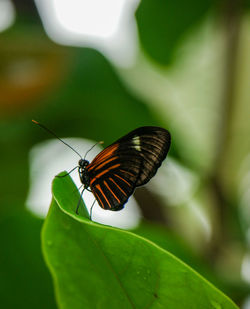 Butterfly lover