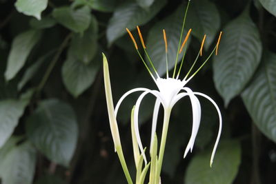 Close-up of white flowering plant