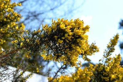Close-up of yellow flower tree against sky