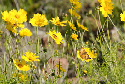 Close-up of bee on yellow flowers blooming in field