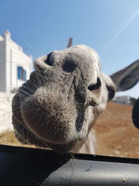 Close-up of a horse