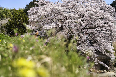 Close-up of cherry blossom from tree