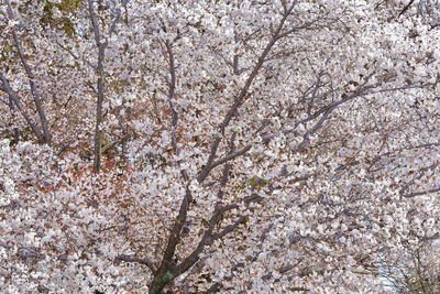 Low angle view of cherry blossom tree