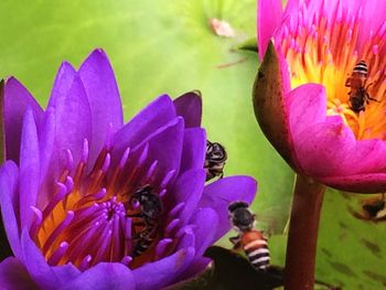 Close-up of purple flowers blooming outdoors