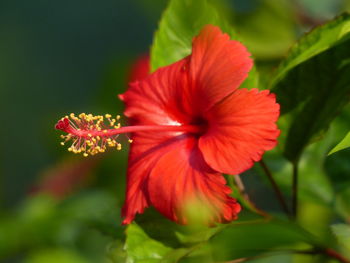 Close-up of red flower