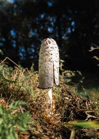 Close-up of mushroom growing on field