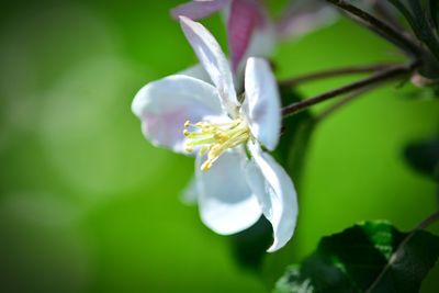 Close-up of white flowering plant