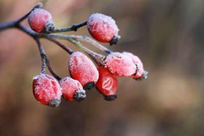 fruit