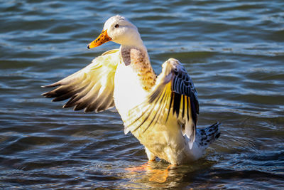 White duck is about to fly