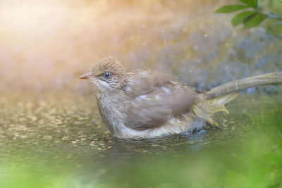 Close-up of a bird