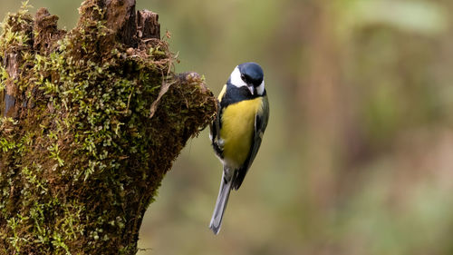 Close-up of bird perching on tree