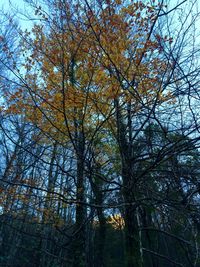 Low angle view of bare trees against sky