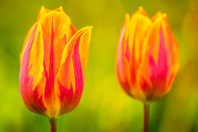 Close-up of orange tulips