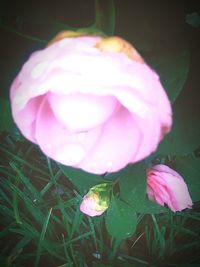 Close-up of pink flowers