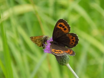 Butterfly perching on flower