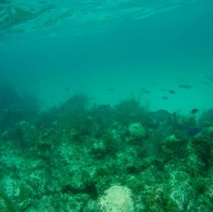 School of fish swimming in sea