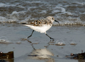 Seagull perching on a beach