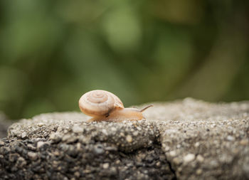 Close-up of snail on rock