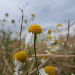 Close-up of yellow flowering plant on field