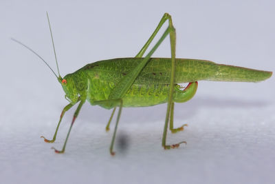 Close-up of grasshopper against white background