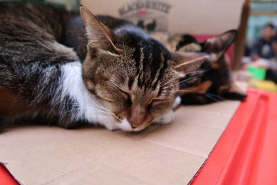 Close-up of cat sleeping