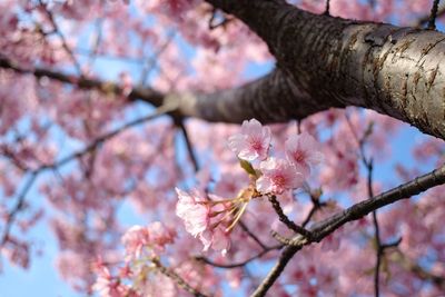 Low angle view of pink flowers on tree