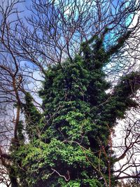 Low angle view of trees against sky