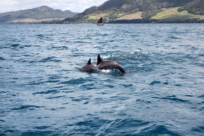 Dolphins in mauritius