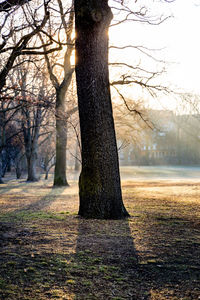 Bare tree on field in forest