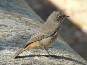 Close-up of an animal