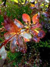 Close-up of autumn leaves on plant