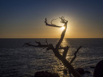 Silhouette tree by sea against clear sky during sunset