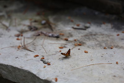 Butterfly up close 