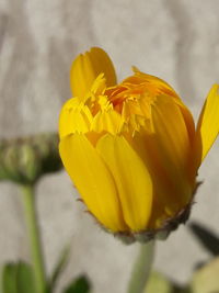 Close-up of yellow flowering plant